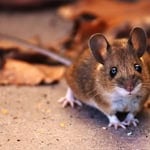 Close-up of a mouse on the ground among fallen leaves.