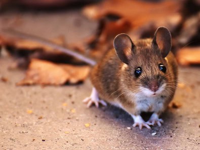 Hearing Scratching in the Walls? Fall Is When Mice Start Moving Indoors featured image