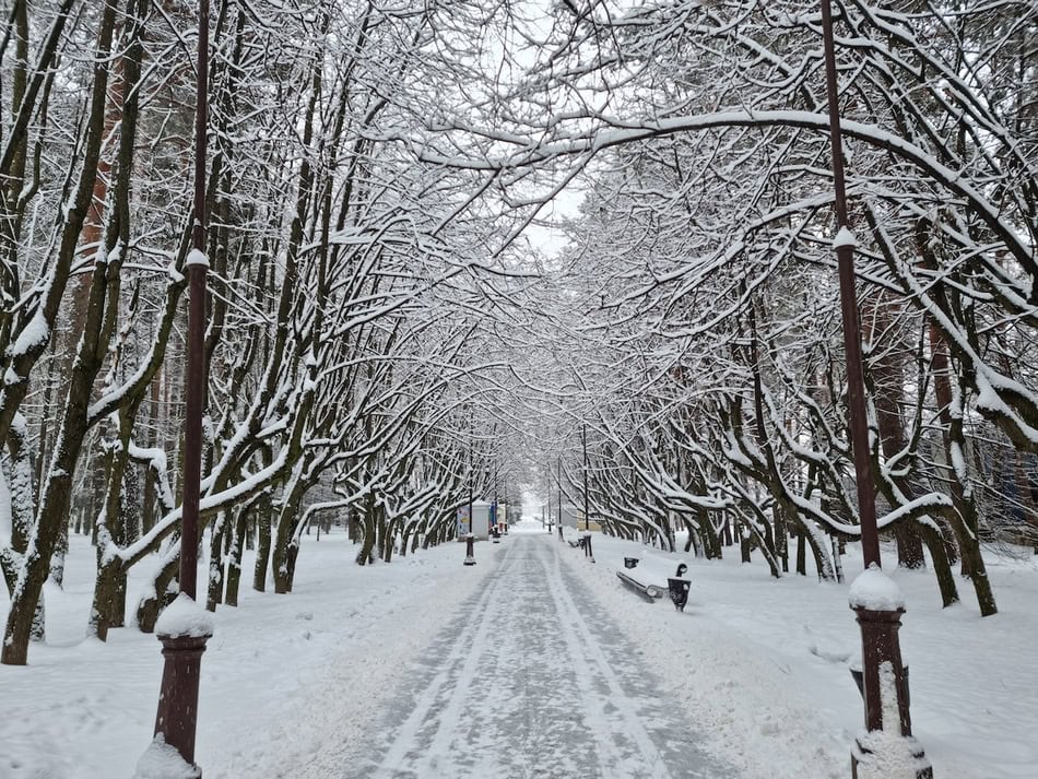 Snow-covered park pathway lined with trees and benches in winter.