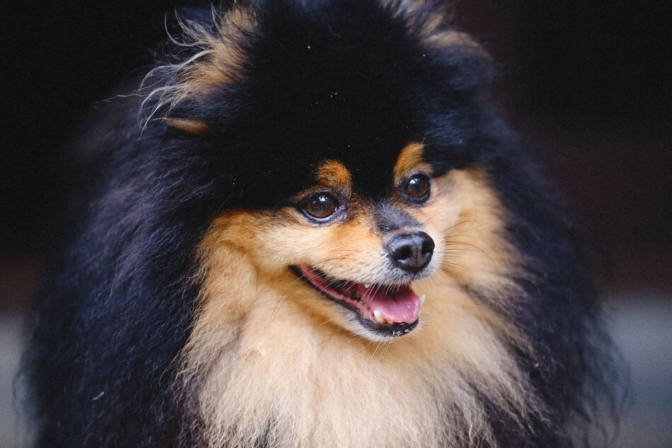 Close-up of a happy Pomeranian dog with fluffy fur and bright eyes.