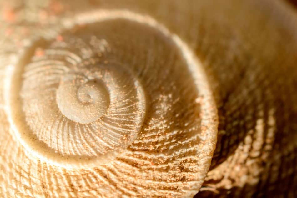 Close-up of a fossilized spiral shell showing detailed texture and pattern.