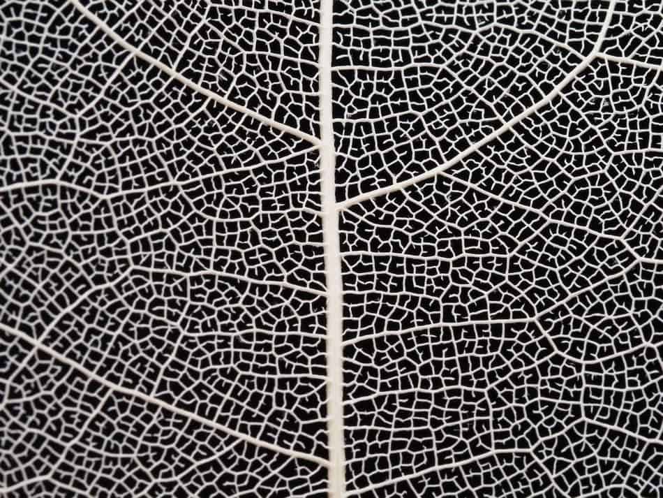 Close-up of a leaf's skeleton showing detailed vein structure.