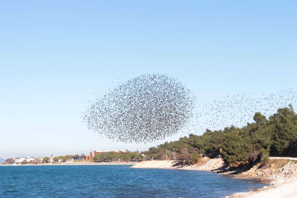 Large flock of birds flying over a coastal landscape in fall.