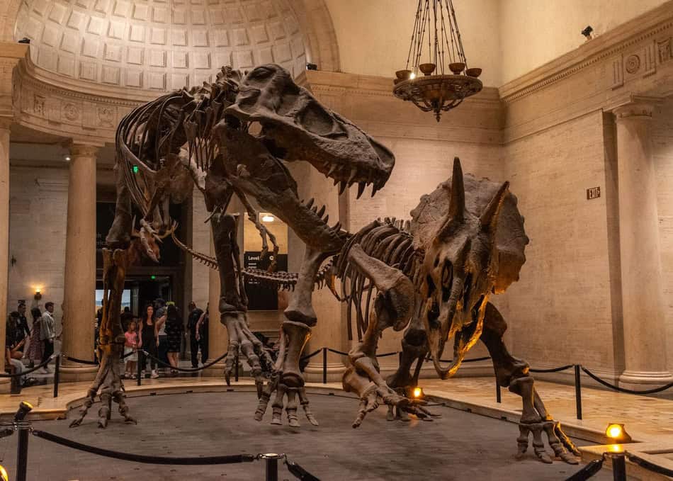Fossilized dinosaur skeleton exhibit in a museum hall with visitors.