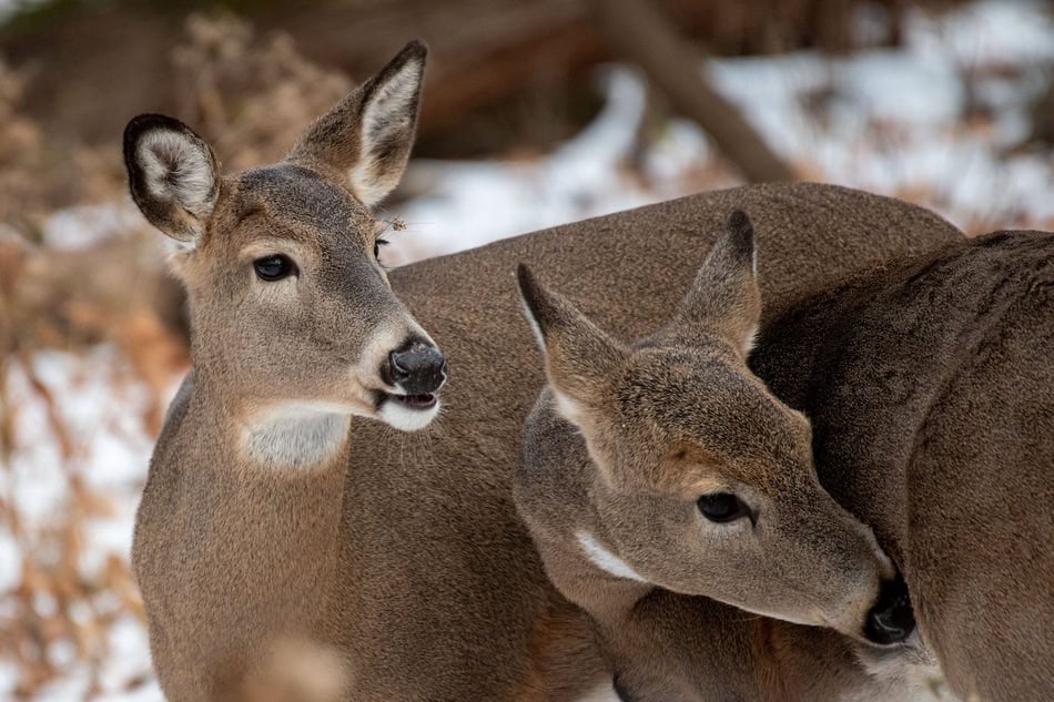 Two young deer in a snowy forest during winter.