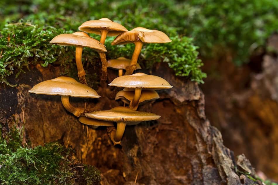 Cluster of mushrooms growing on a tree stump in a forest setting.