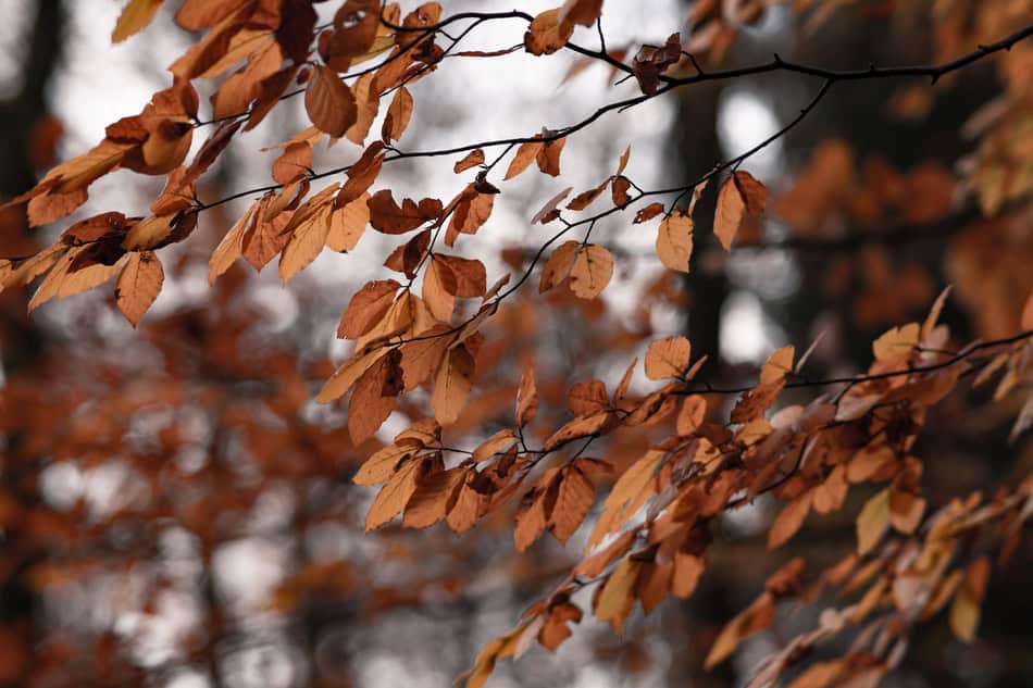 Brown autumn leaves on a tree branch against a blurred background.