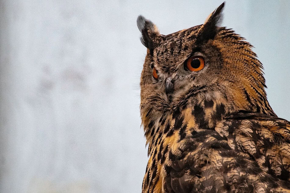 Close-up of an owl with orange eyes and detailed feathers.
