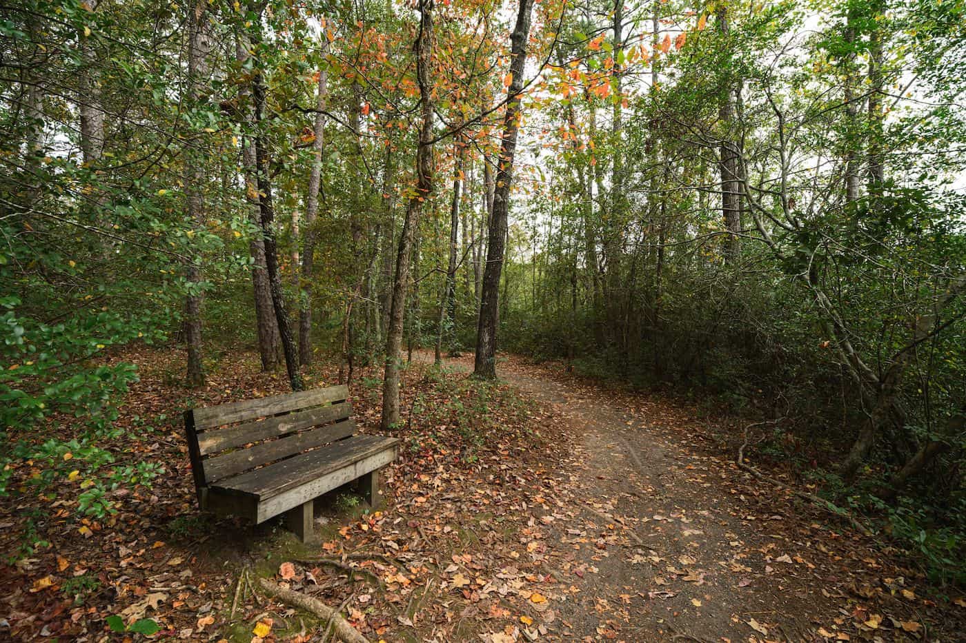 Scenic forest trail in fall with colorful leaves and a wooden bench.