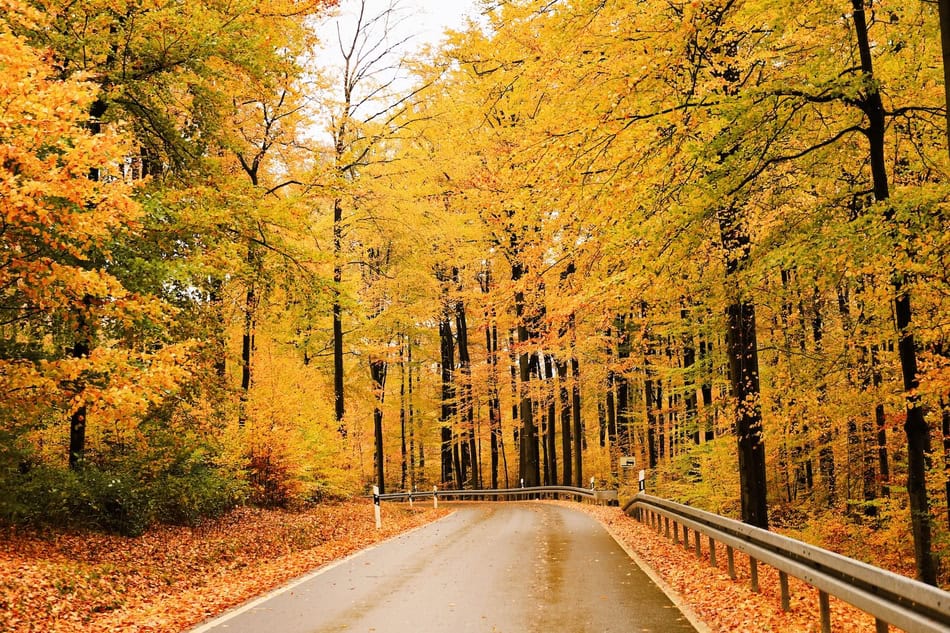 Scenic autumn forest with a winding road and colorful fall foliage.