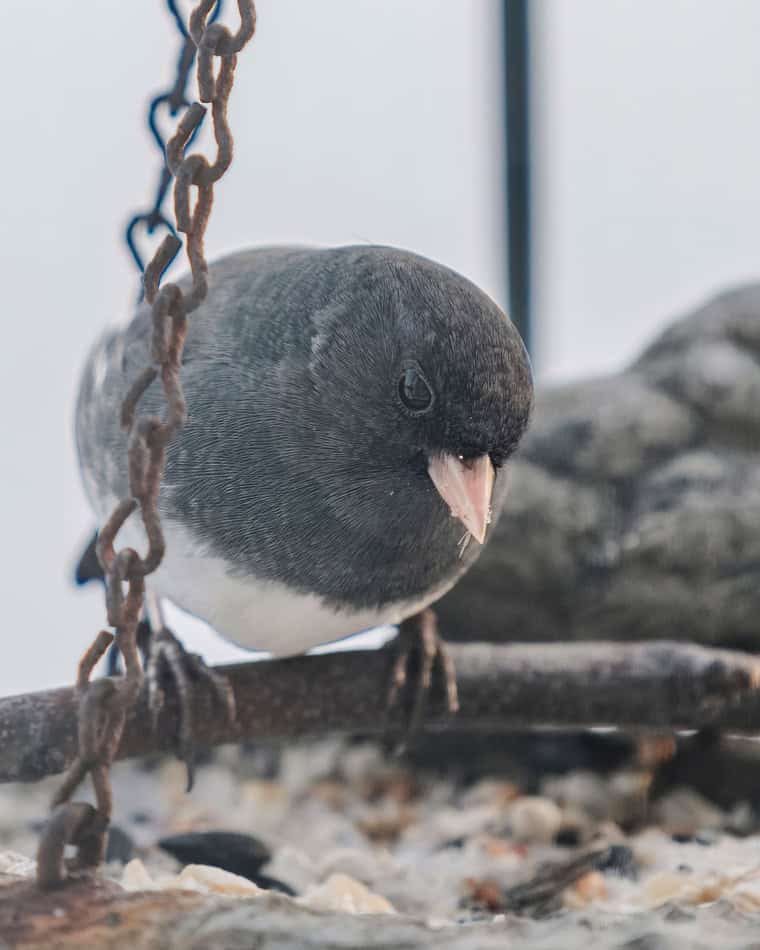 Close-up of a small gray bird perched on a branch in winter.