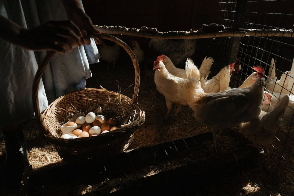Chickens in a coop with eggs in a basket, farm scene.