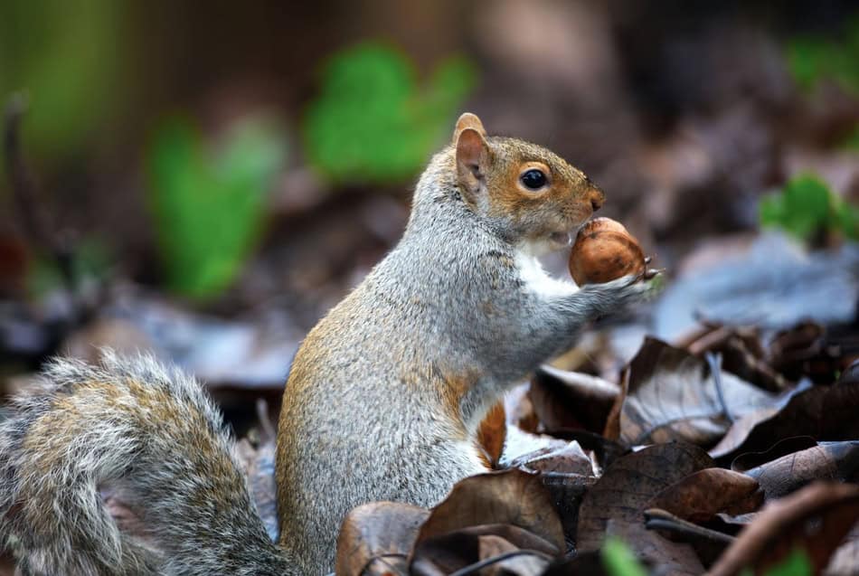 Squirrel holding an acorn on forest floor with leaves and greenery.