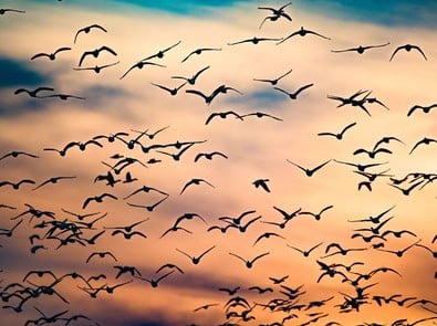 World Migratory Bird Day Is Saturday: How to Count Birds From Your Own Yard featured image