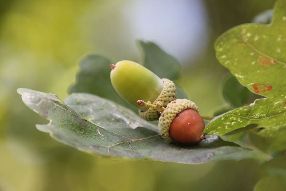 Close-up of acorns and green leaves on a tree branch.