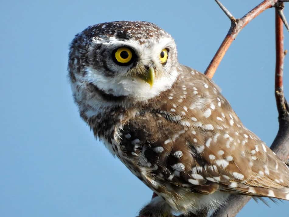 Barn owl perched on a branch with bright yellow eyes and speckled brown and white feathers.