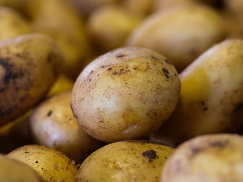 Fresh potatoes with green spots indicating potential toxicity.
