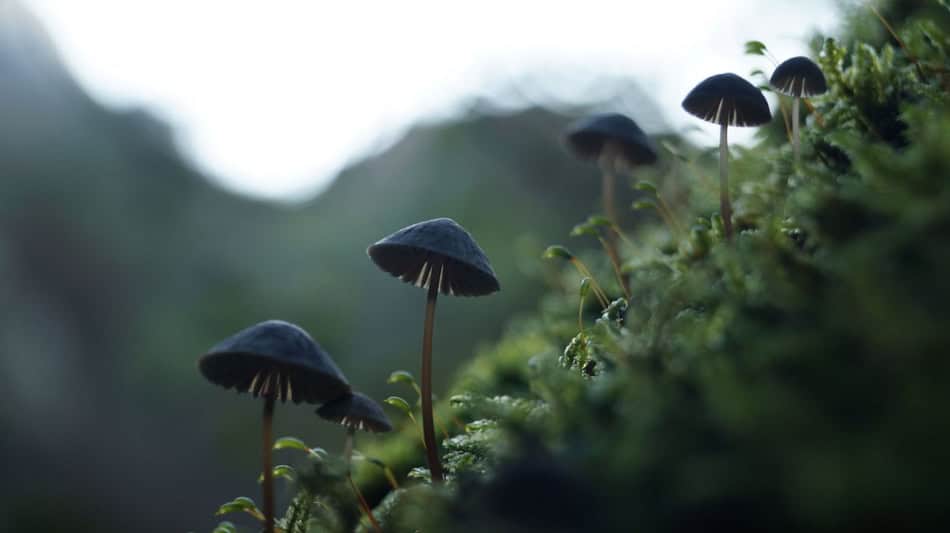 Small black mushrooms growing on mossy ground in a forest setting.
