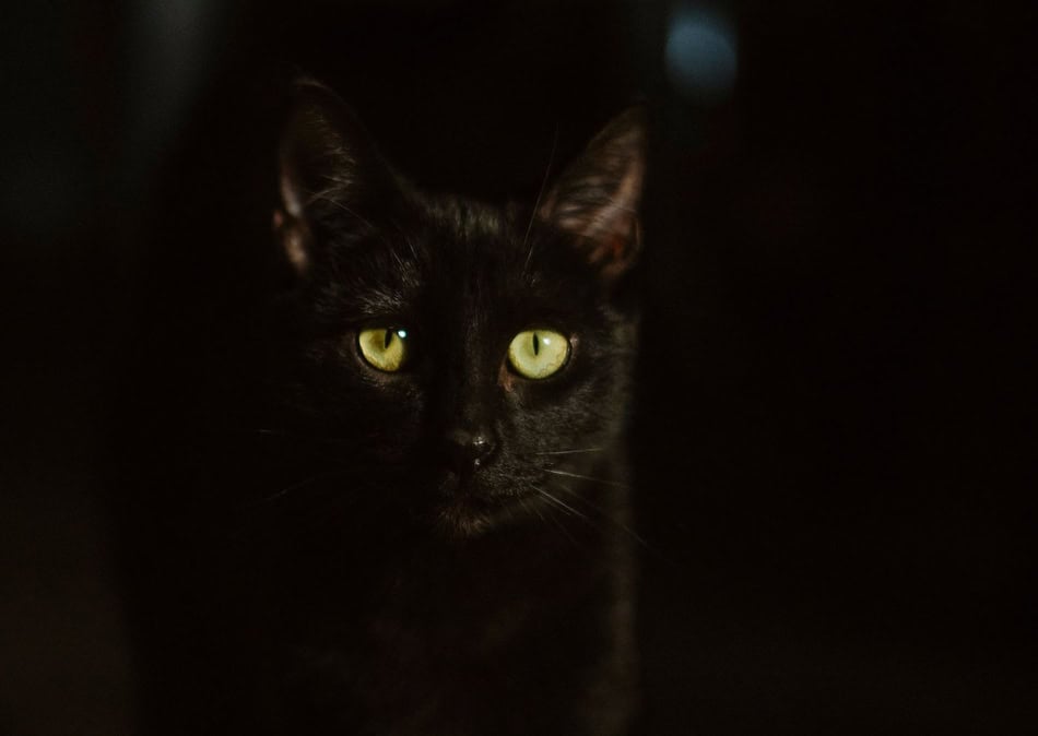 Close-up of a black cat with glowing green eyes in darkness.
