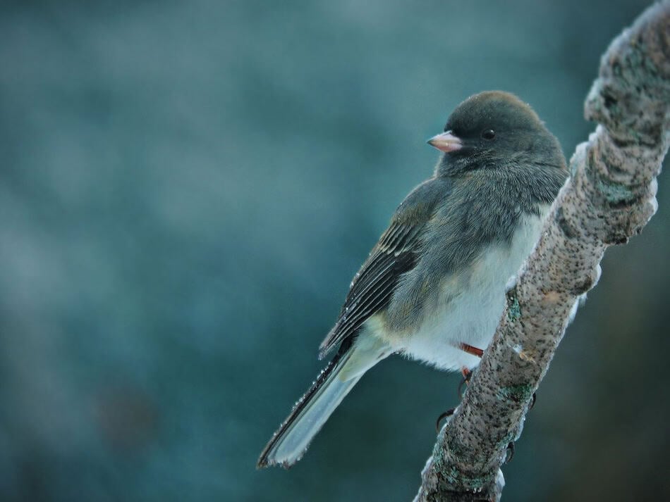 Small gray bird perched on a tree branch in winter.