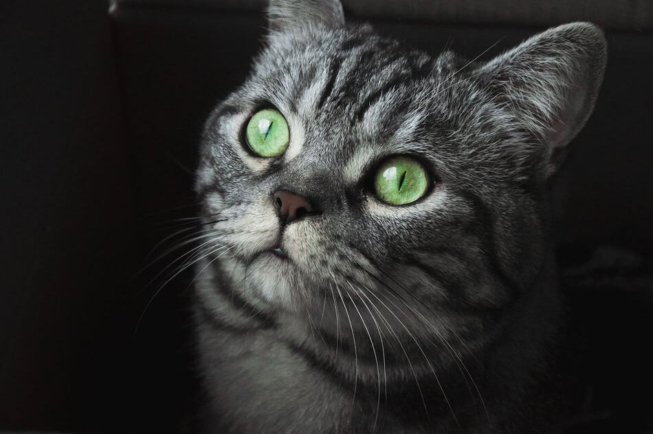 Close-up of a cat with glowing green eyes in a dark setting.