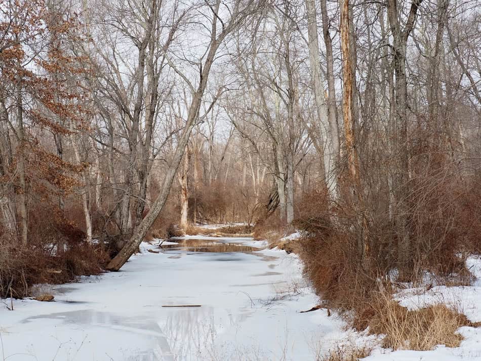 Snow-covered trees and frozen stream in a winter forest landscape.