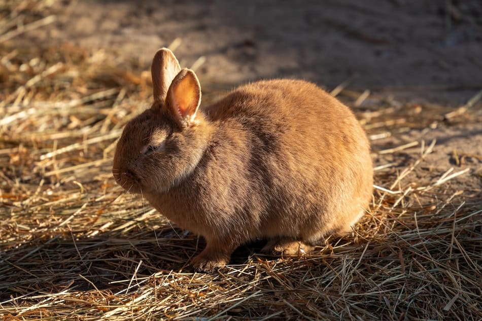 Brown rabbit sitting on hay in outdoor environment.