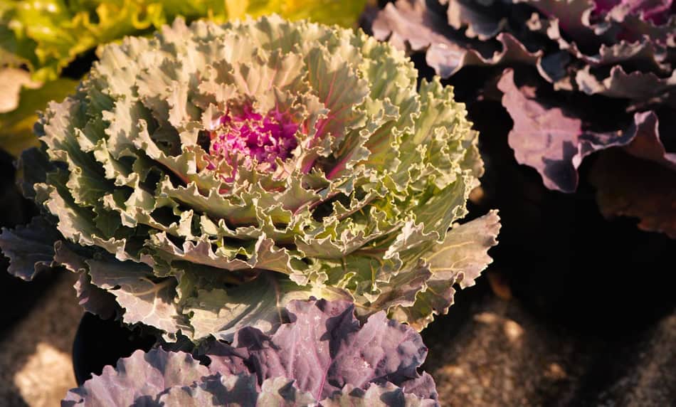 Colorful ornamental cabbage with ruffled leaves in a garden setting.