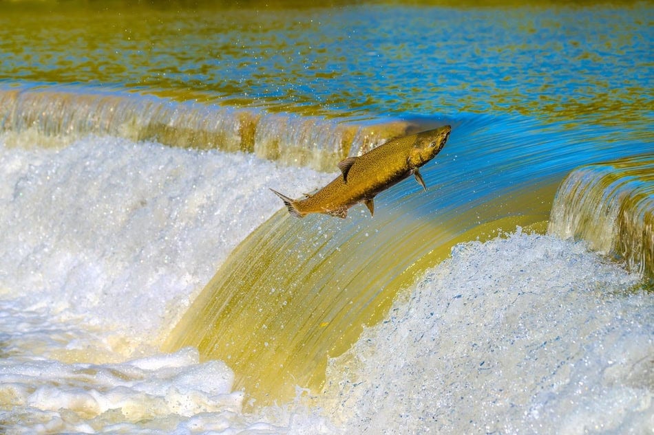 Salmon jumping over a waterfall during spawning season in fall.