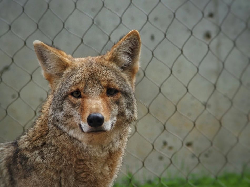 Young coyote behind a wire fence in a natural setting.