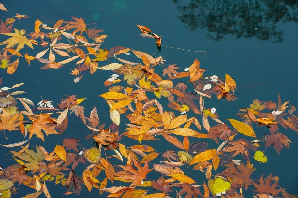 Fallen autumn leaves floating on a calm pond surface in fall.