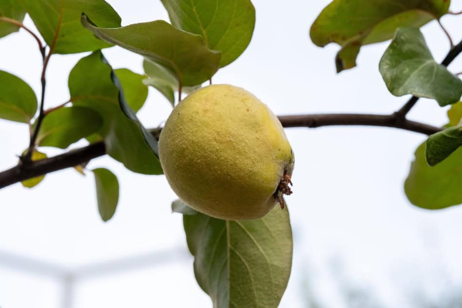 Fresh quince fruit hanging on a tree branch with green leaves.