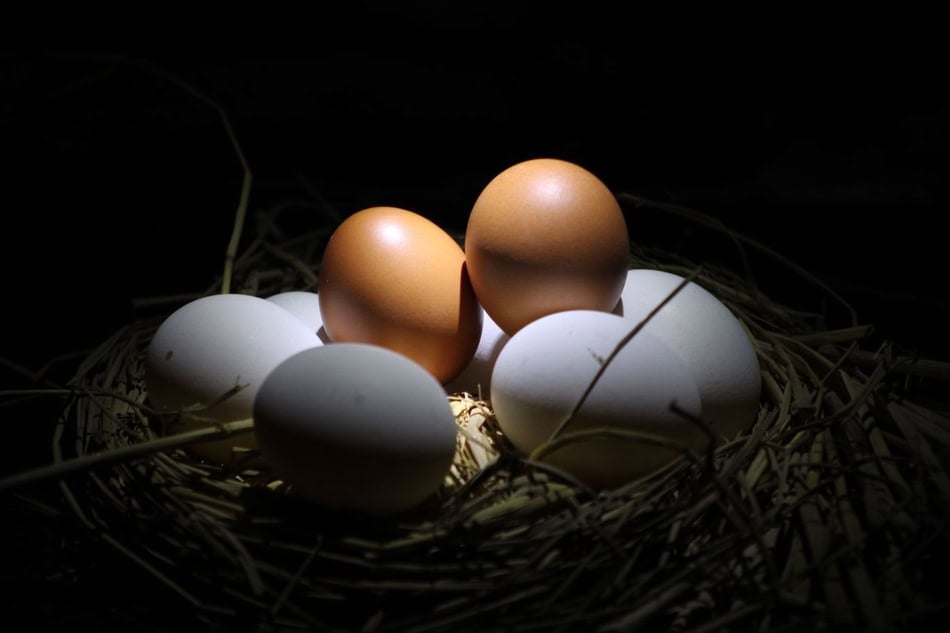 Fresh eggs in a nest with straw, natural farm setting.