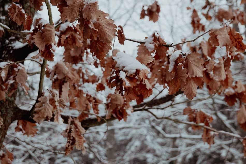 Brown autumn leaves covered in snow on tree branches during fall.