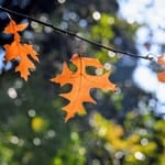 Orange maple leaves hanging on a string against a blurred green and blue background.
