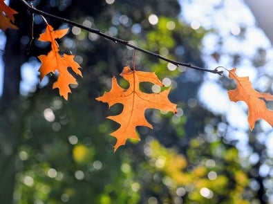 Those Brown Leaves Still Hanging on Your Tree Have a Name—and a Purpose Worth Exploring featured image