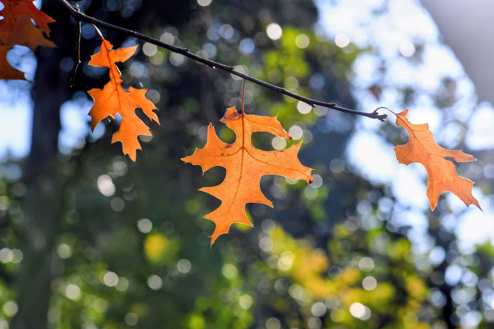 Orange maple leaves hanging on a string against a blurred green and blue background.