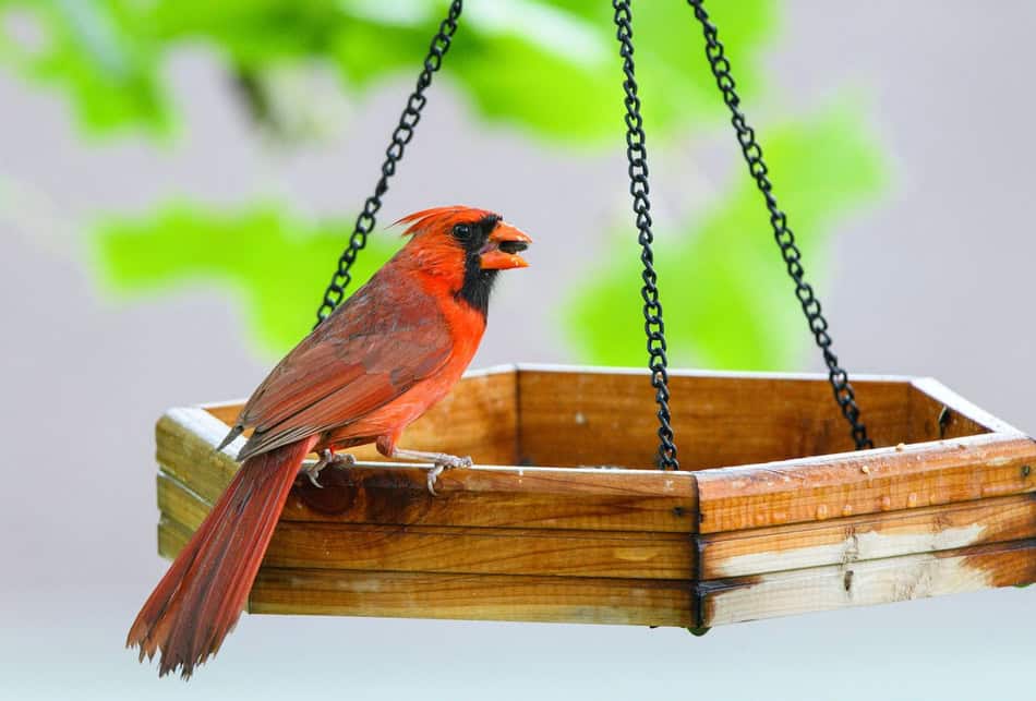 Northern cardinal perched on a wooden bird feeder with green blurred background.