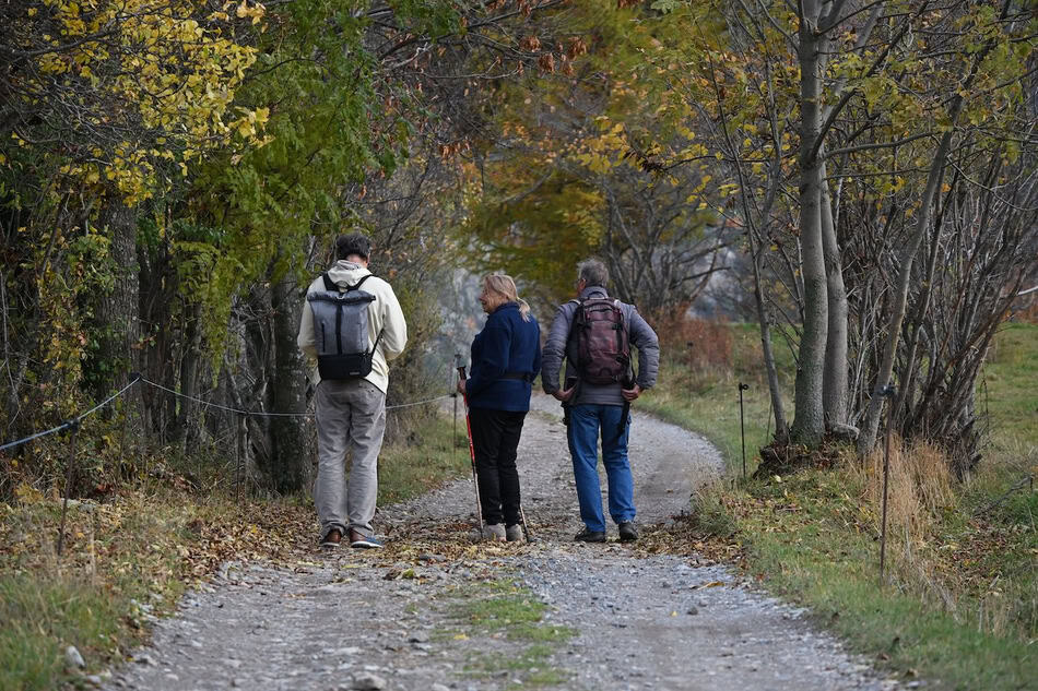 Group of people walking on a forest trail during fall.