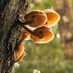Cluster of orange mushrooms growing on a tree trunk in a forest setting.