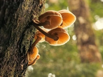Mushrooms Growing Around a Tree? Where They’re Growing Matters More Than You Think featured image