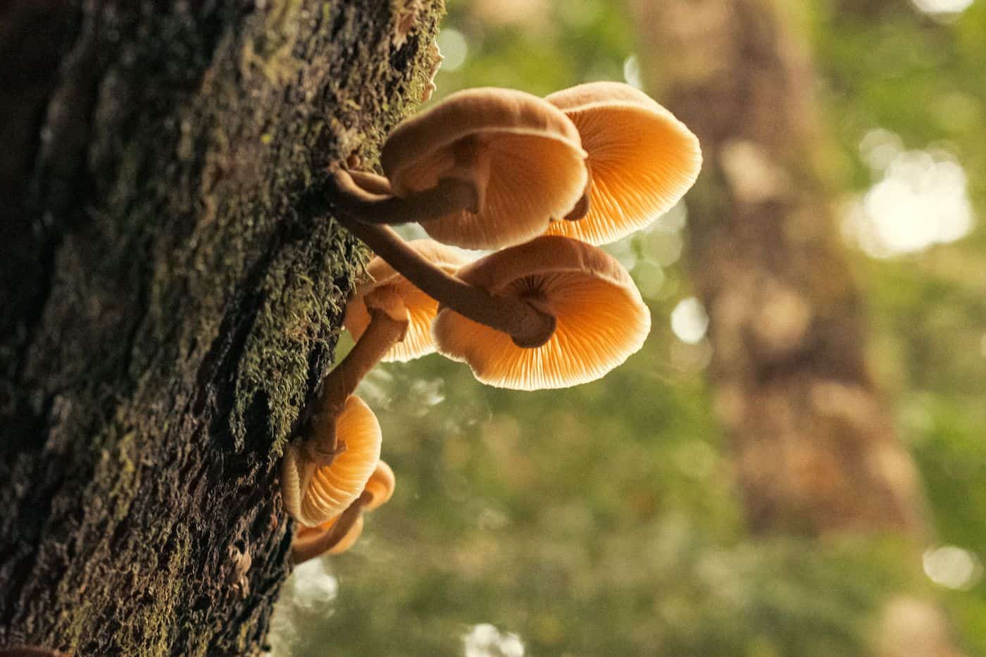 Cluster of orange mushrooms growing on a tree trunk in a forest setting.