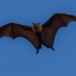 Bat flying in the sky with wings spread wide during winter.