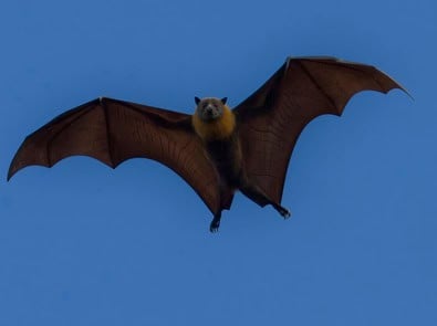 Where Do Bats Go in Winter? featured image