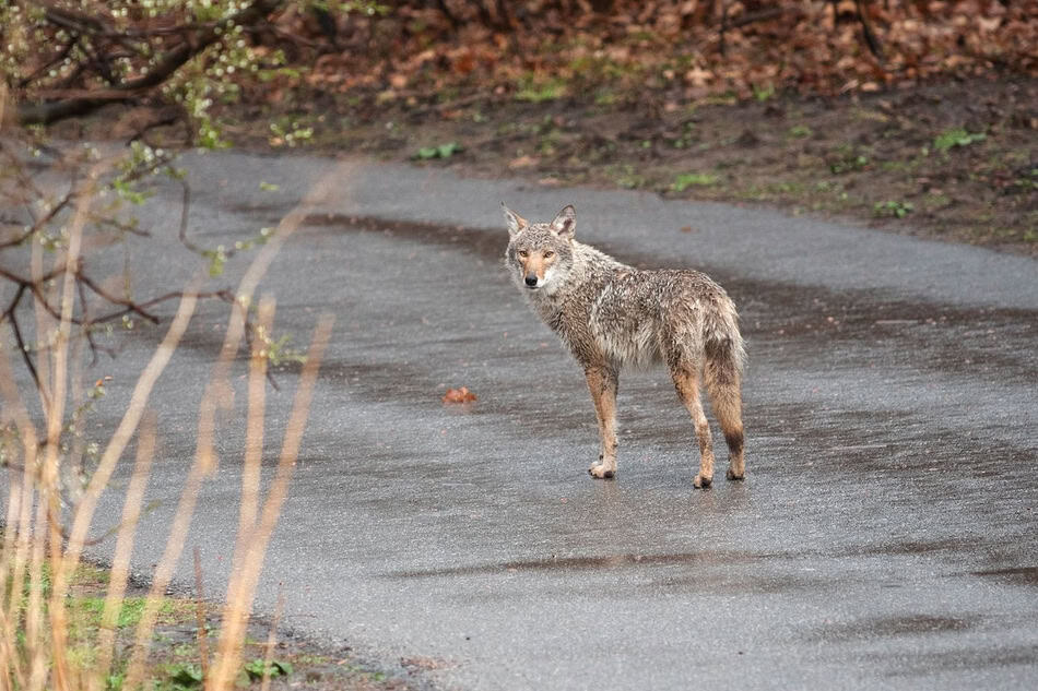 Young coyote standing on wet road in fall with trees in background.