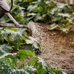 Gardener watering leafy plants in a garden during autumn.