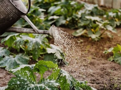 What to Plant in October: A Region-by-Region Garden Guide featured image