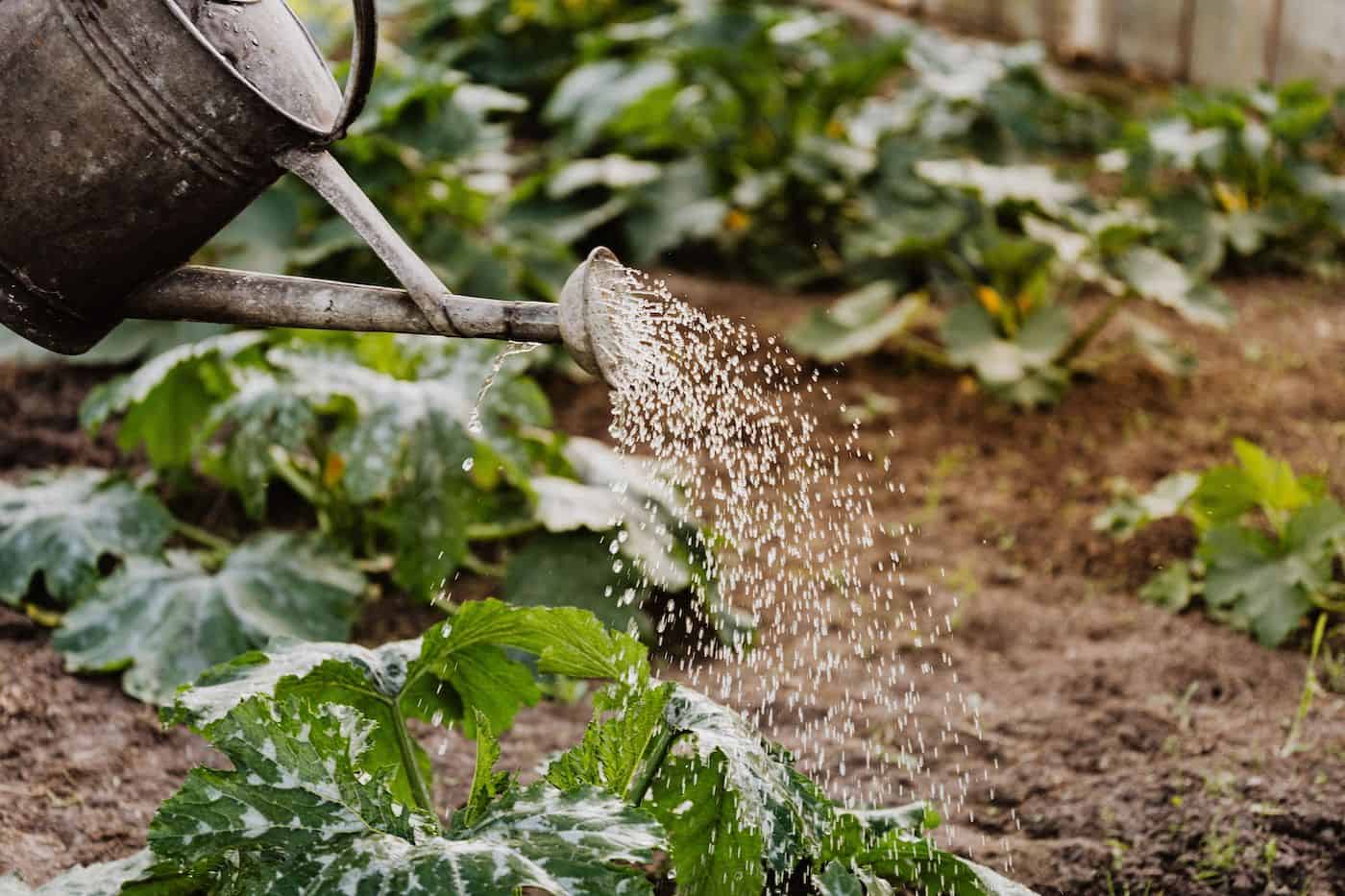 Gardener watering leafy plants in a garden during autumn.