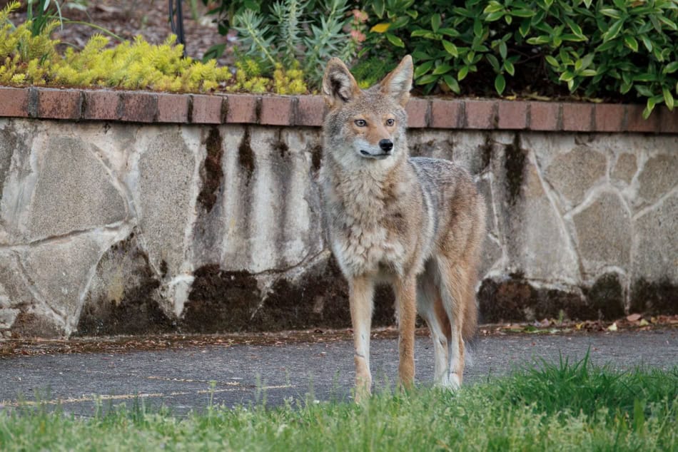Young coyote standing on grass near a brick wall and garden plants.