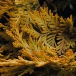Close-up of yellow-green evergreen foliage with detailed needle-like leaves.